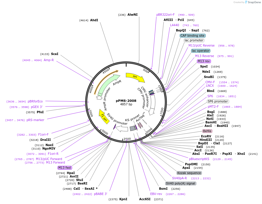232288-plasmid-map-sequence-id-462115