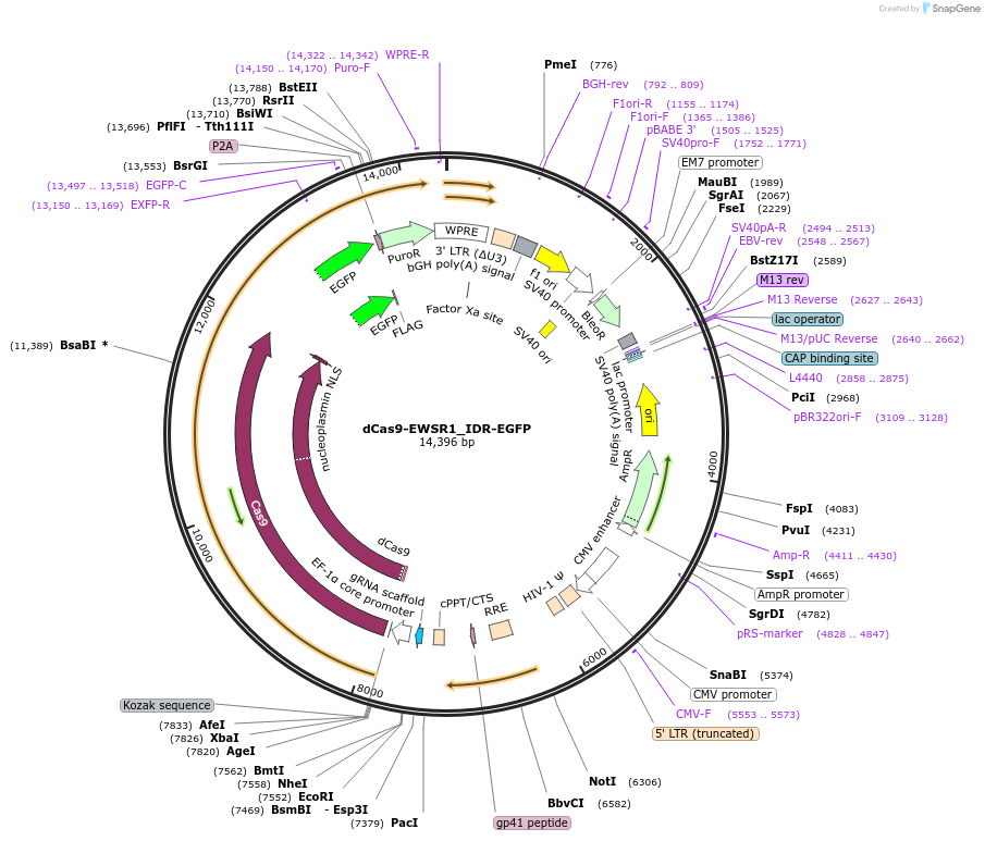 232762-plasmid-map-sequence-id-462119
