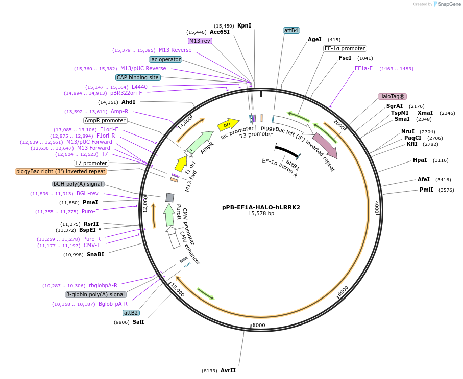 229738-plasmid-map-sequence-id-462120