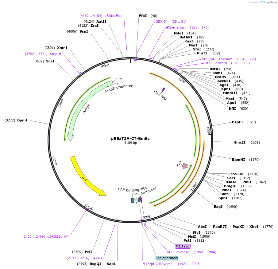 232208-plasmid-map-sequence-id-462123