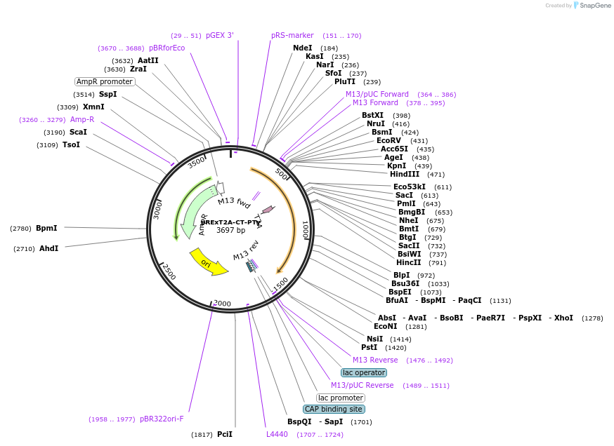 232203-plasmid-map-sequence-id-462125
