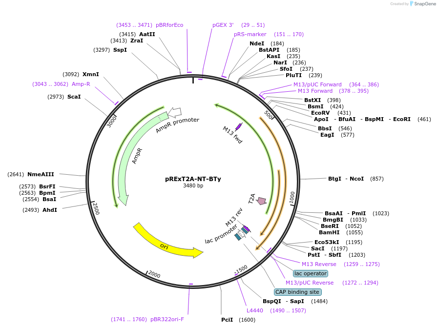 232206-plasmid-map-sequence-id-462130