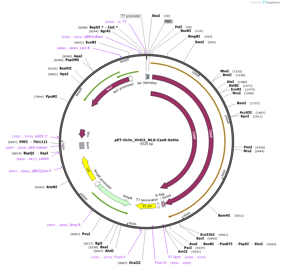 232296-plasmid-map-sequence-id-462135