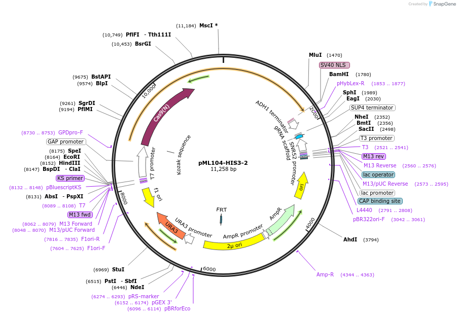 232881-plasmid-map-sequence-id-462138