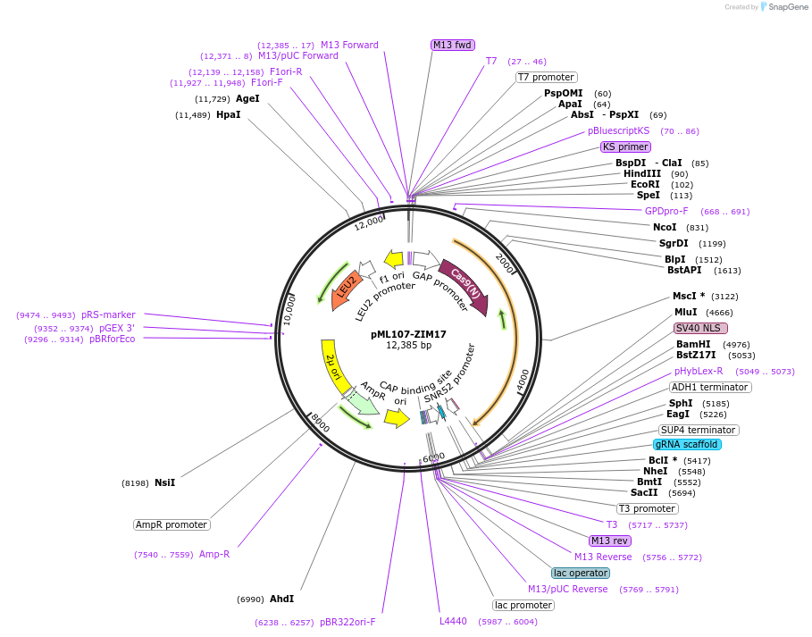 232901-plasmid-map-sequence-id-462145