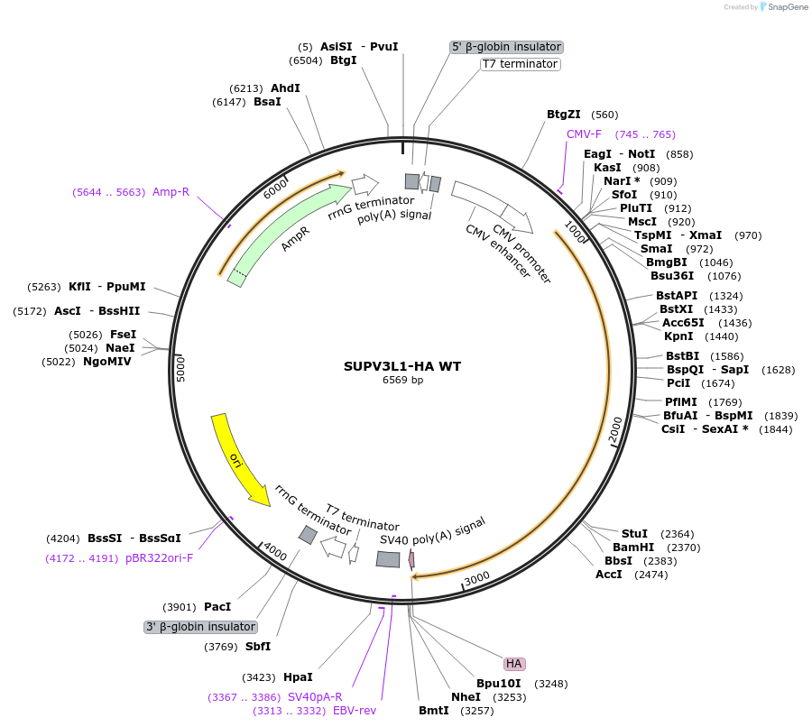 232348-plasmid-map-sequence-id-462148