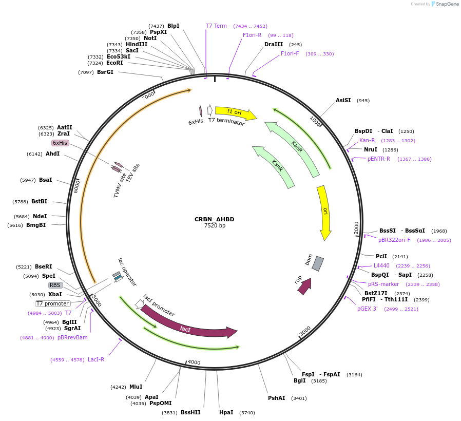 232779-plasmid-map-sequence-id-462151