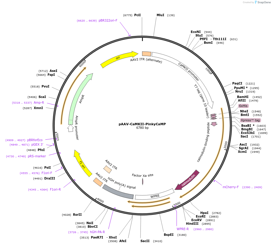 232858-plasmid-map-sequence-id-462152