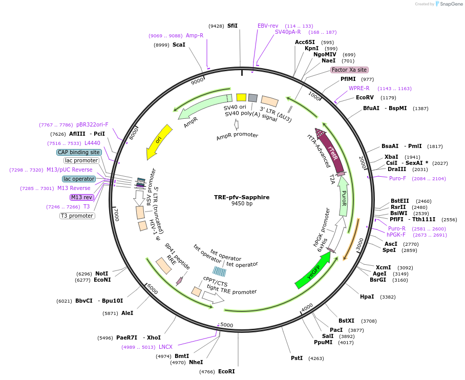 231957-plasmid-map-sequence-id-462153