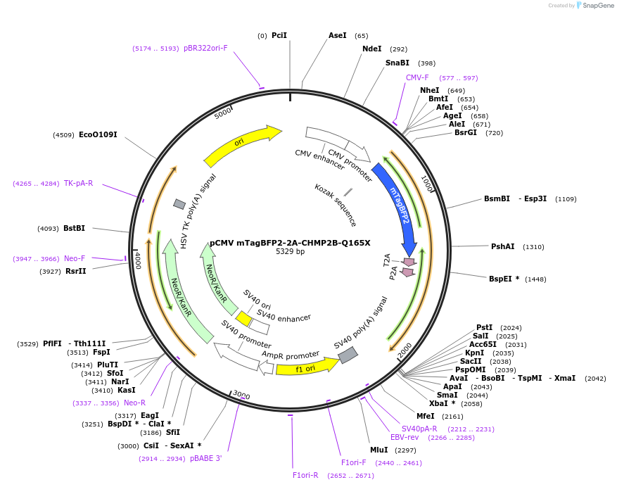 232001-plasmid-map-sequence-id-462155