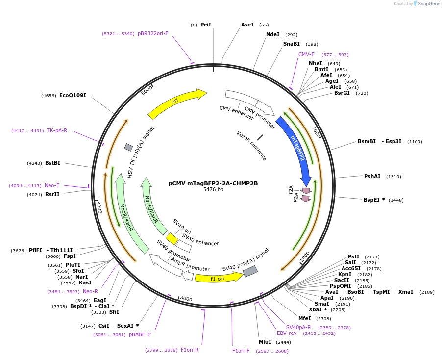 232000-plasmid-map-sequence-id-462156