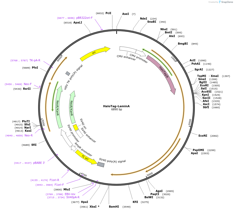 231894-plasmid-map-sequence-id-462158