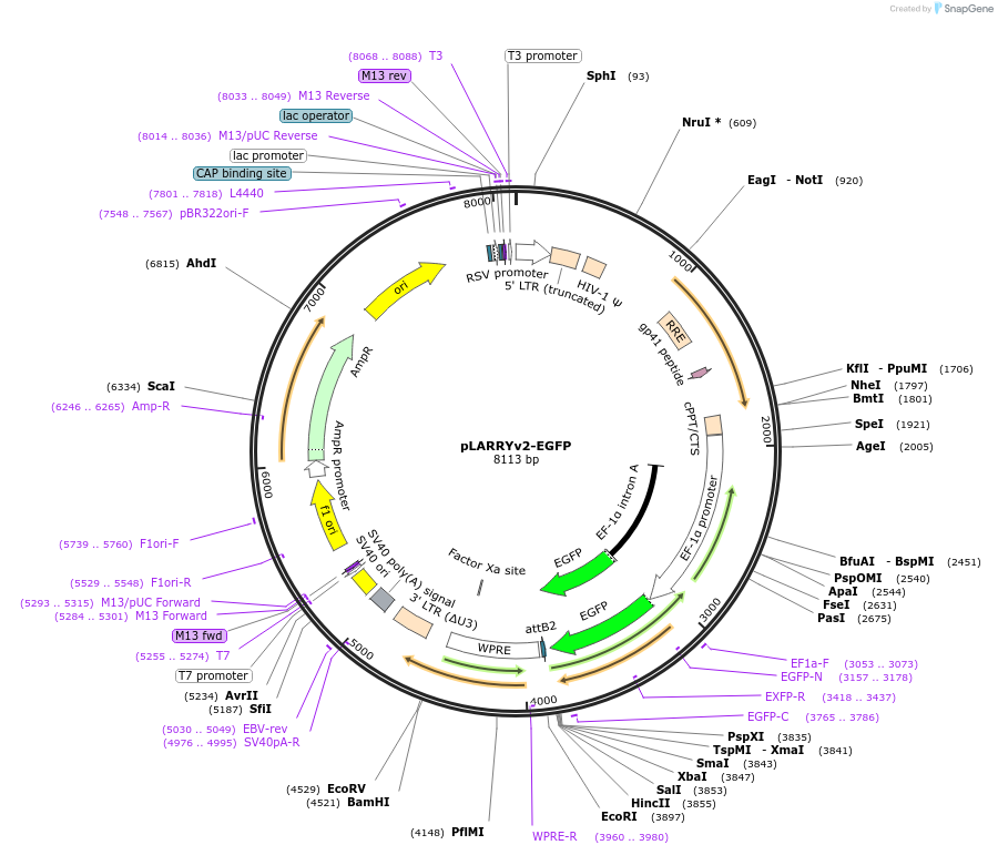 233208-plasmid-map-sequence-id-462164