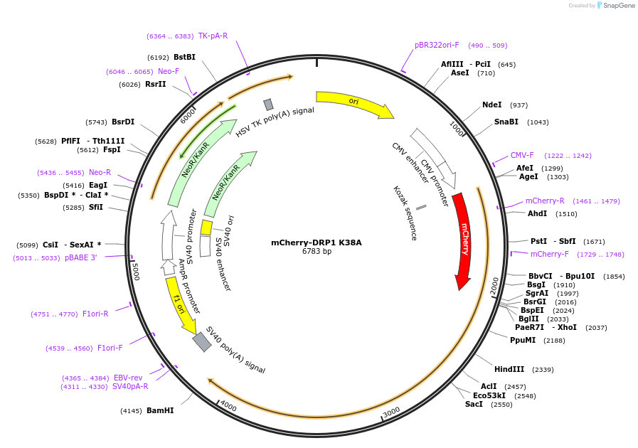 232350-plasmid-map-sequence-id-462165