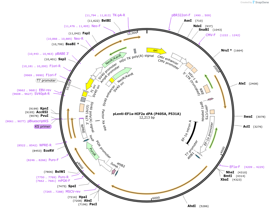 232954-plasmid-map-sequence-id-462166