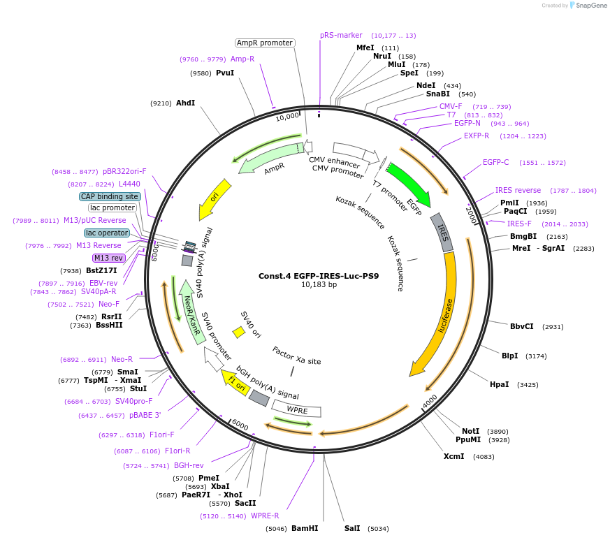 231908-plasmid-map-sequence-id-462177