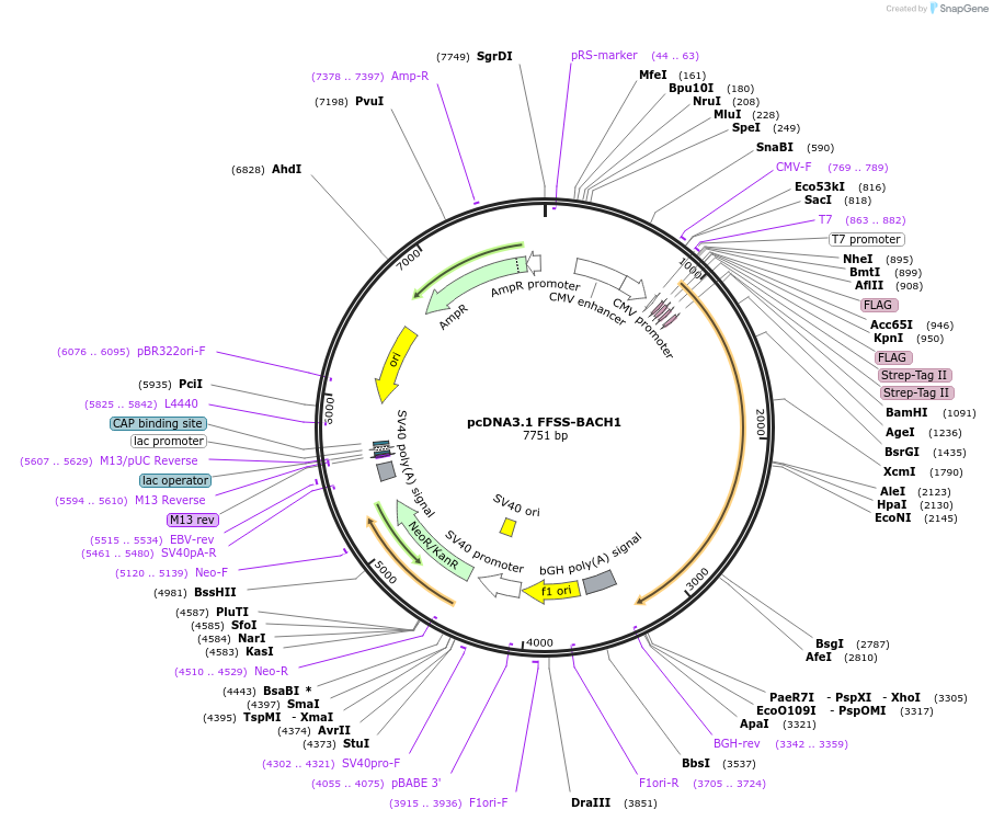 232273-plasmid-map-sequence-id-462191