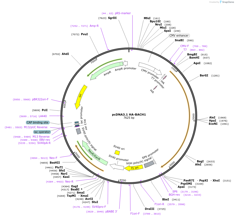 232269-plasmid-map-sequence-id-462194
