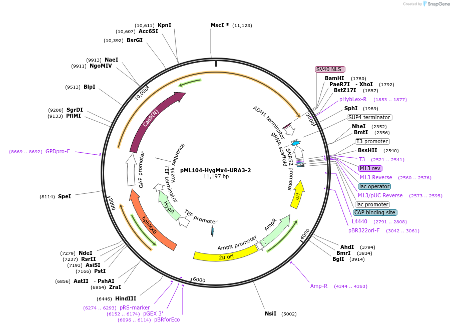 232885-plasmid-map-sequence-id-462211