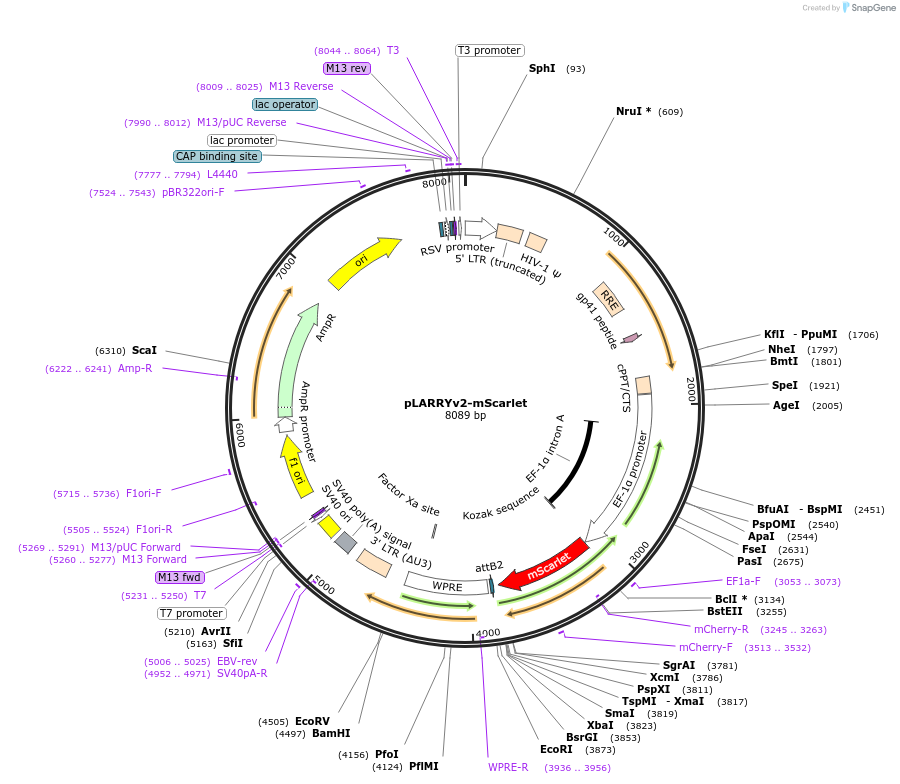 233210-plasmid-map-sequence-id-462234