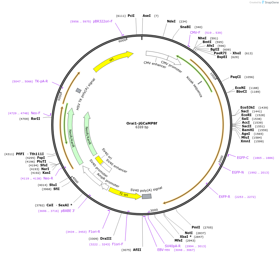 231630-plasmid-map-sequence-id-462300