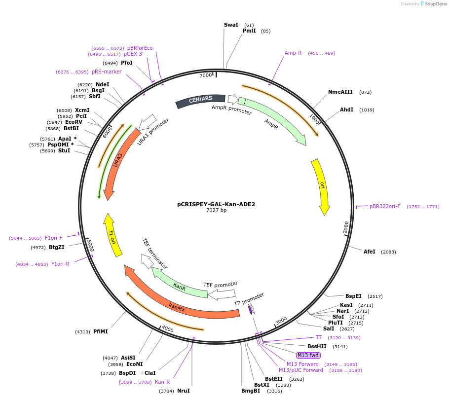 232105-plasmid-map-sequence-id-462309