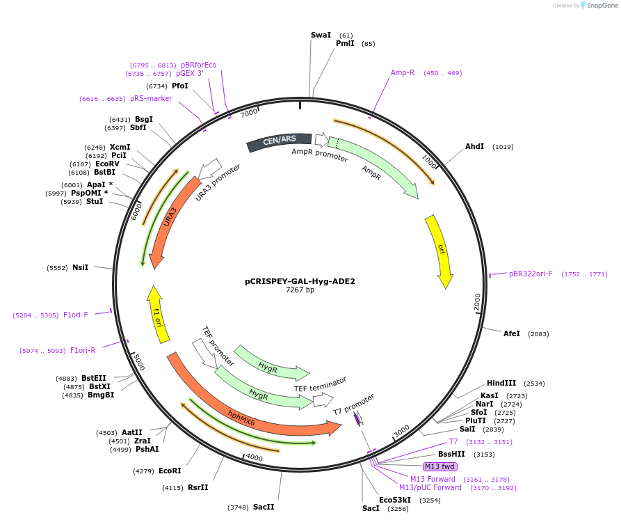 232104-plasmid-map-sequence-id-462310