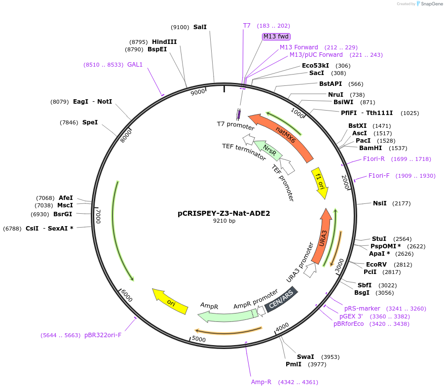 232106-plasmid-map-sequence-id-462311