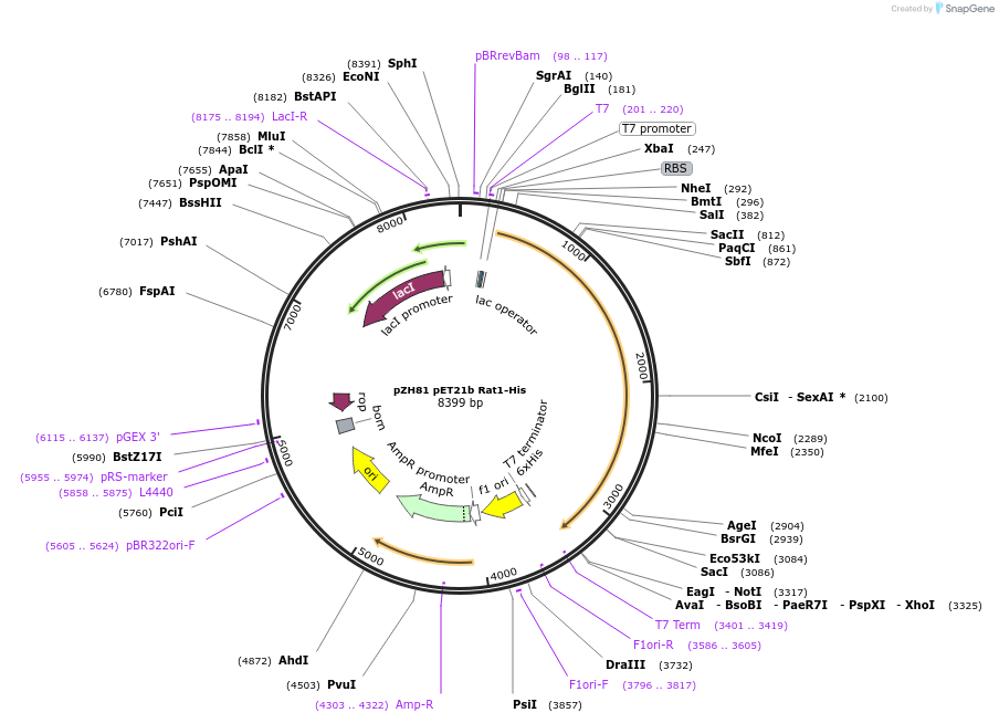 231650-plasmid-map-sequence-id-462323
