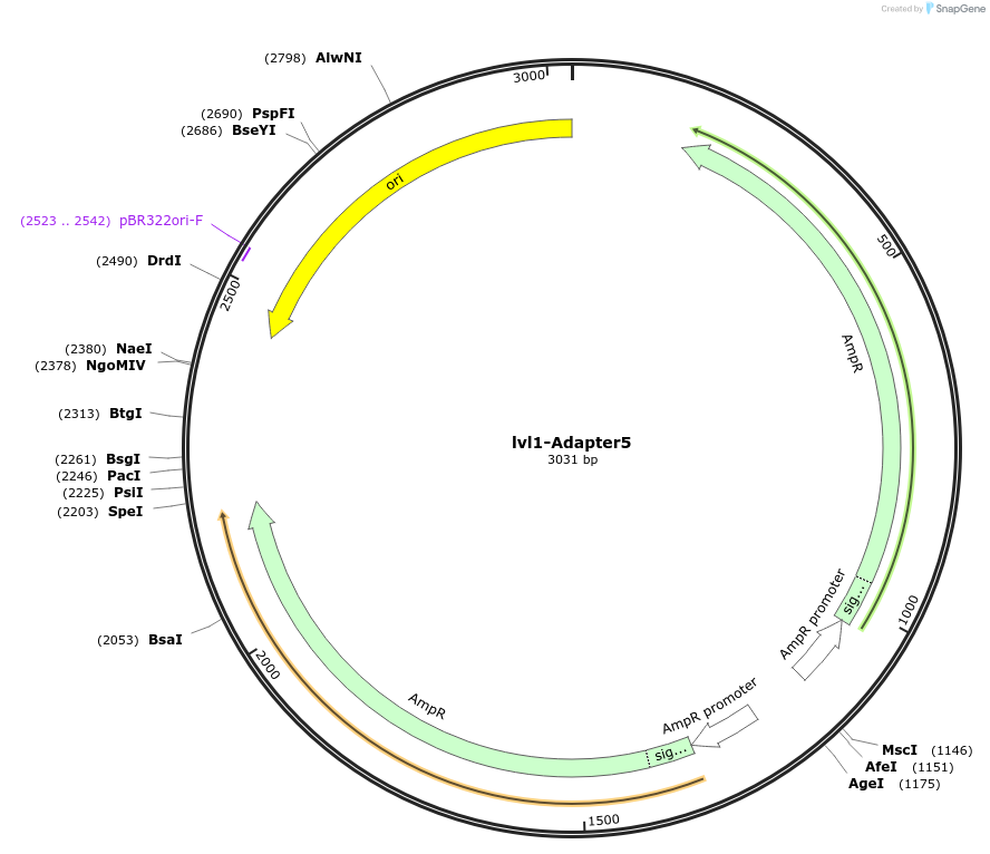 229206-plasmid-map-sequence-id-462324