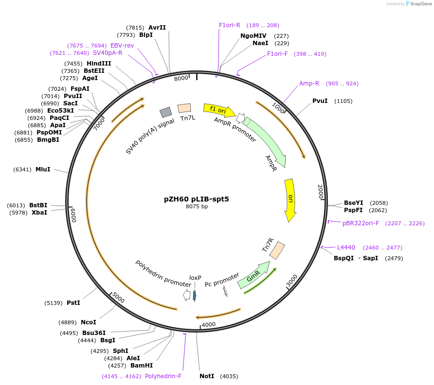 231648-plasmid-map-sequence-id-462329