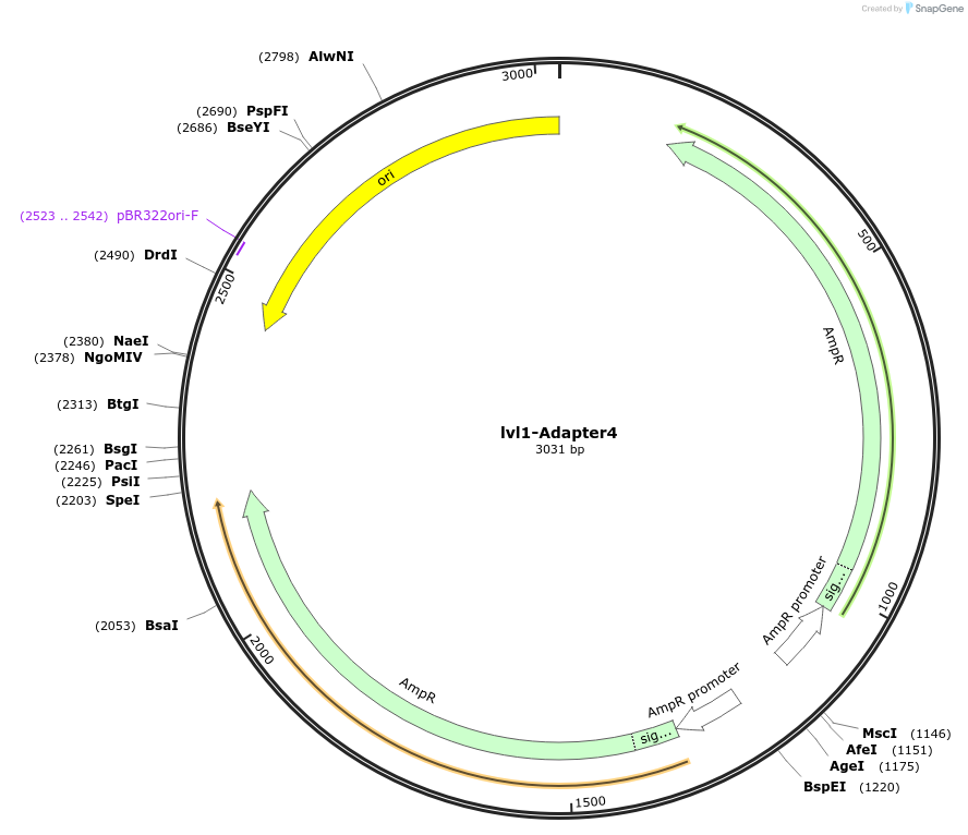 229205-plasmid-map-sequence-id-462331