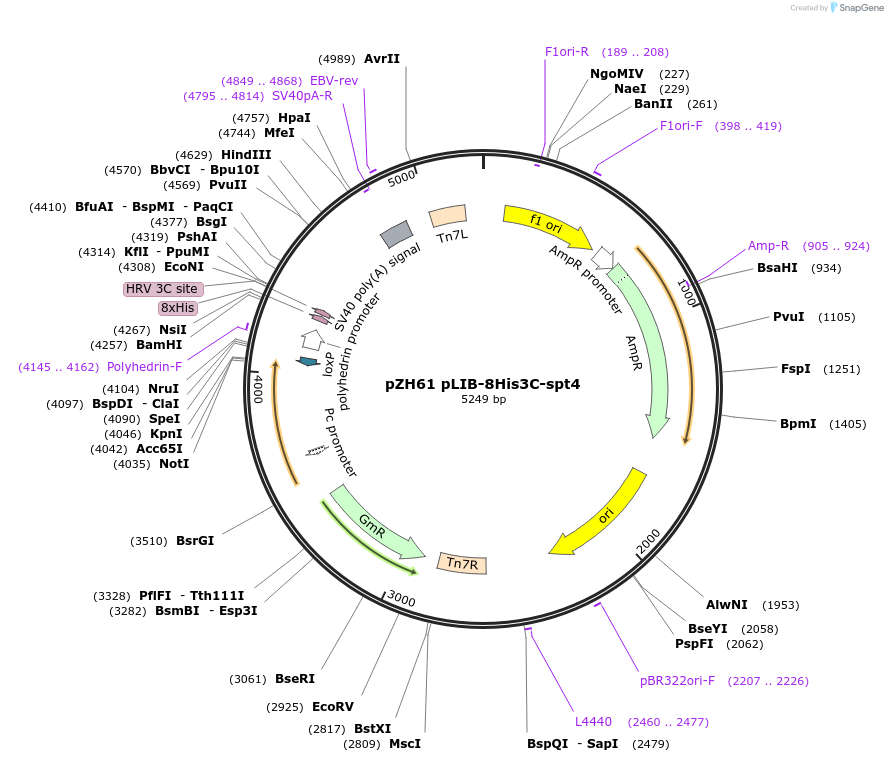 231649-plasmid-map-sequence-id-462332
