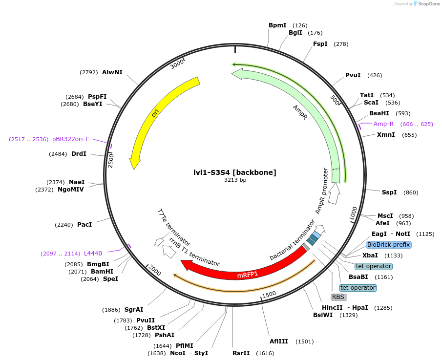 229196-plasmid-map-sequence-id-462336