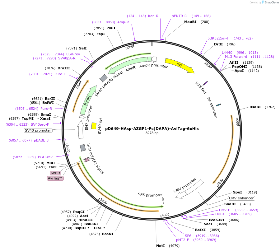 156719-plasmid-map-sequence-id-462340