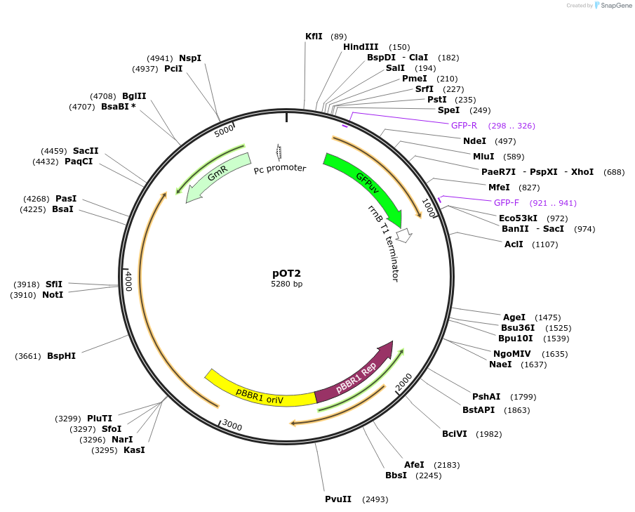 14460-plasmid-map-sequence-id-462341