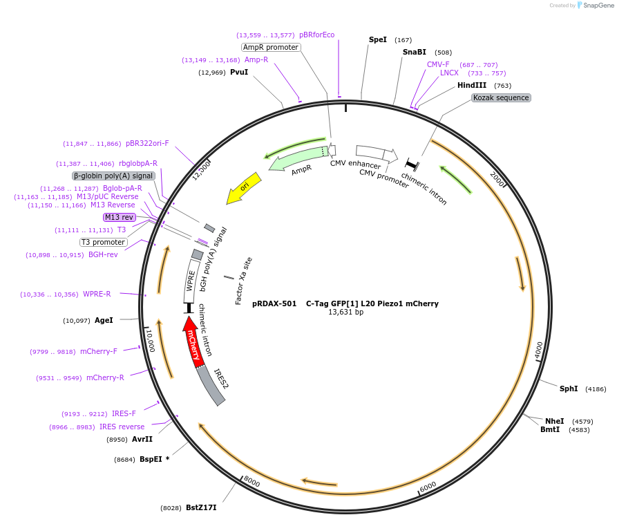 130064-plasmid-map-sequence-id-462345