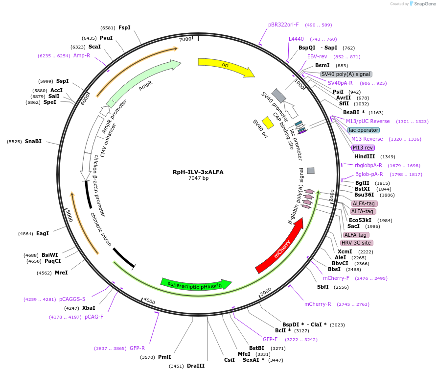 225135-plasmid-map-sequence-id-462349