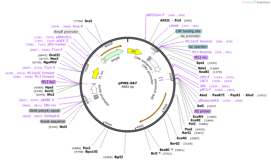 232280-plasmid-map-sequence-id-462381