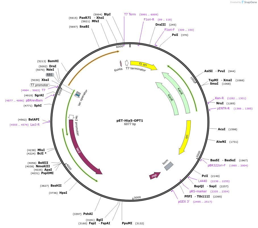 231968-plasmid-map-sequence-id-462395
