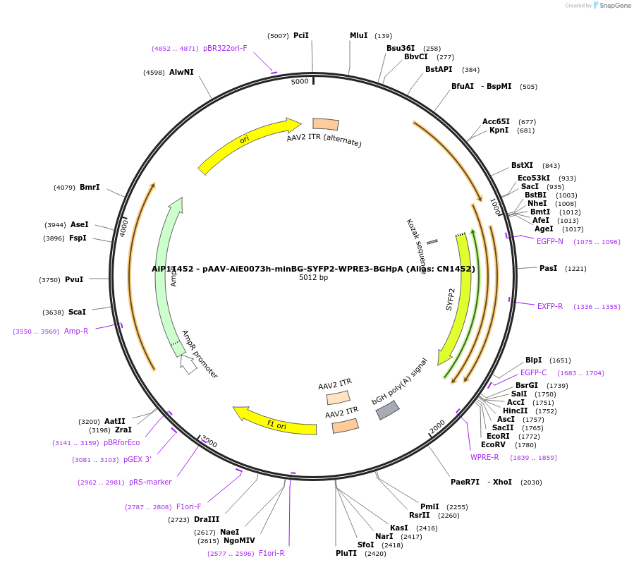 230351-plasmid-map-sequence-id-462397