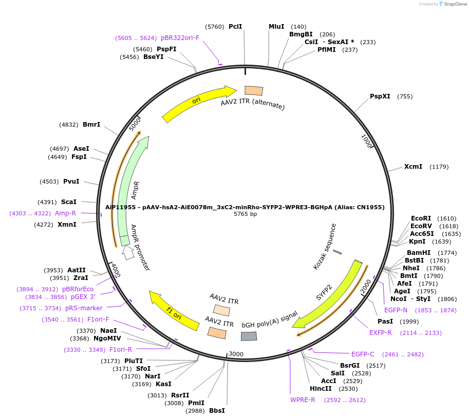 230356-plasmid-map-sequence-id-462398
