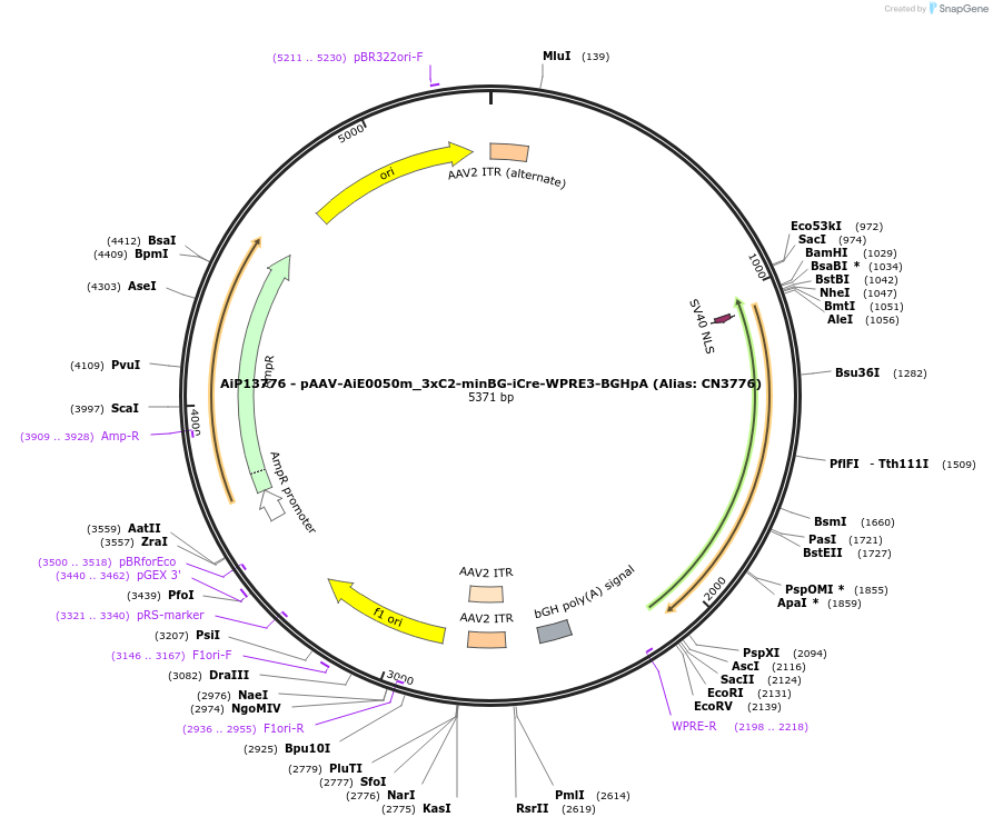 230380-plasmid-map-sequence-id-462399