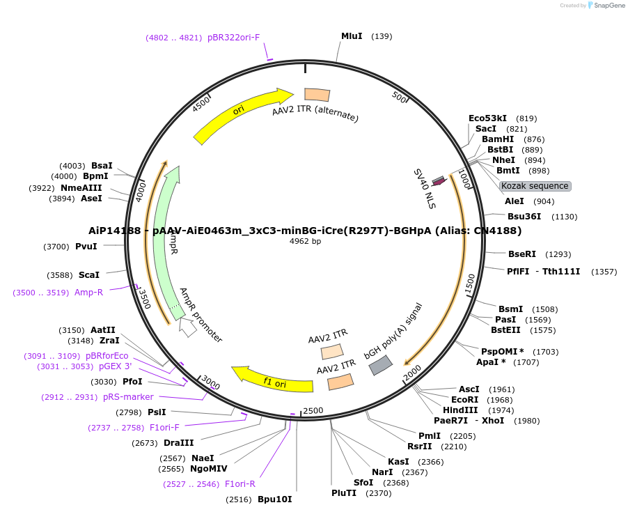 230390-plasmid-map-sequence-id-462404