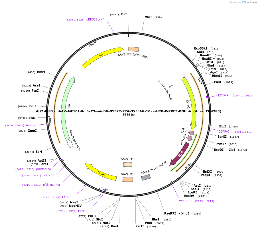 230394-plasmid-map-sequence-id-462405