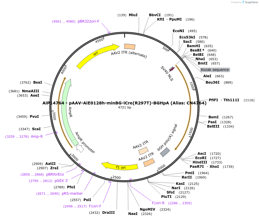 230401-plasmid-map-sequence-id-462406