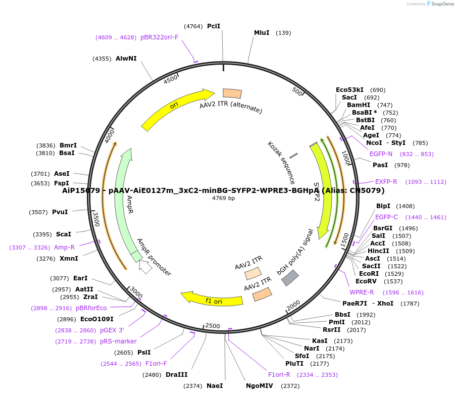 230403-plasmid-map-sequence-id-462408