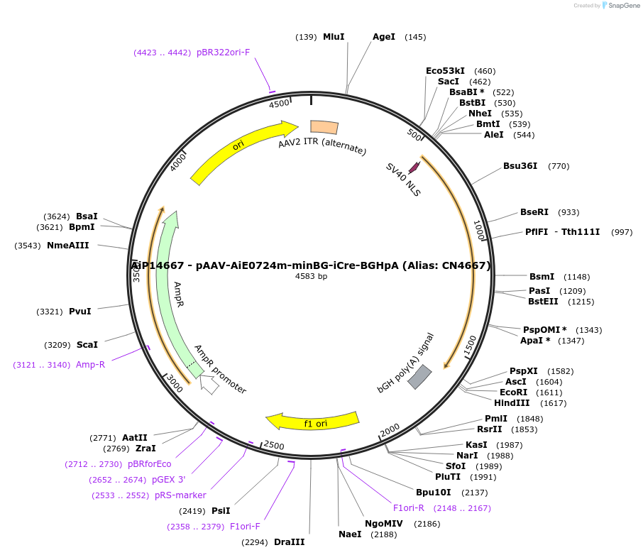 230400-plasmid-map-sequence-id-462409