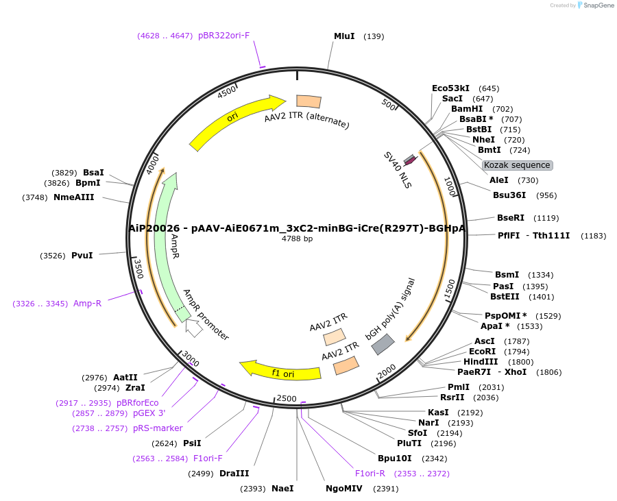 220734-plasmid-map-sequence-id-462510