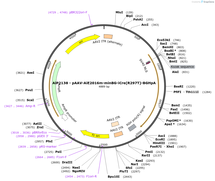 220730-plasmid-map-sequence-id-462515